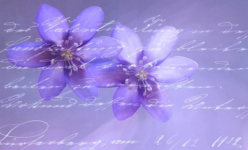Purple Flowers on Paper — Serene