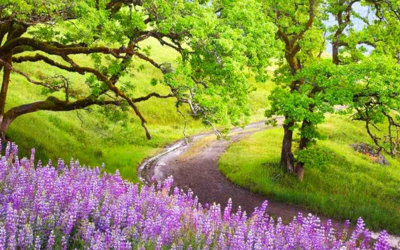 Purple Flowers on Path — Serene, Spring, Photograph