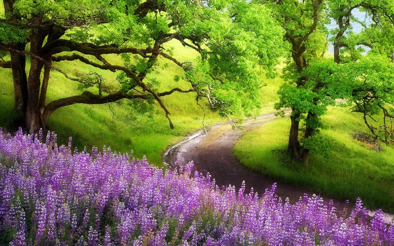 Purple Flowers on Path — Serene, Spring, Photograph, Trees