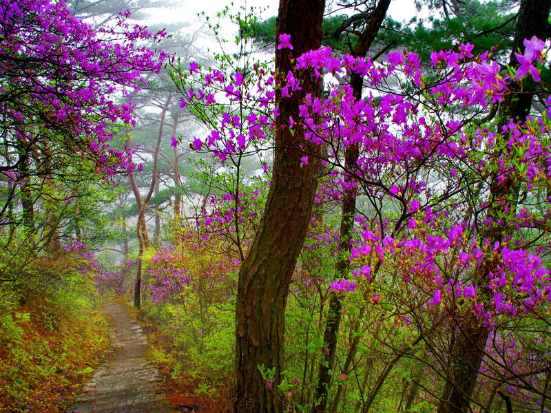Purple Flowers on Path — Serene