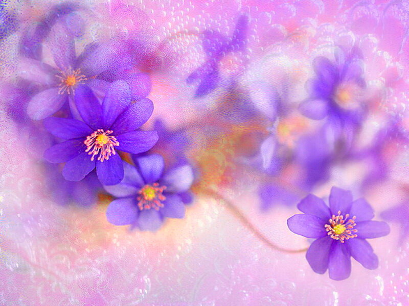 Purple Flowers on Pink