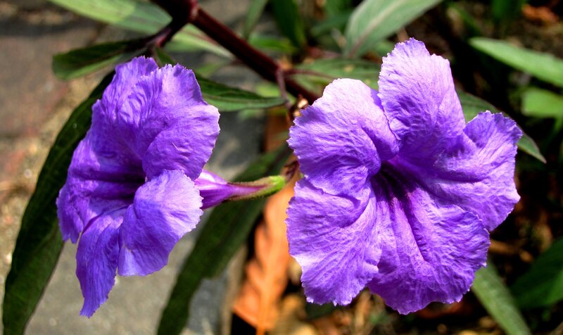 Purple Flowers on Plant
