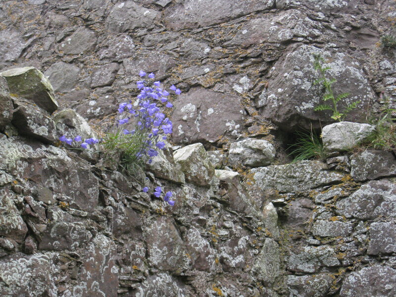 Purple Flowers on Rock — Gray
