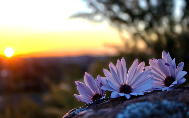 Purple Flowers on Rock — Serene, Sunset