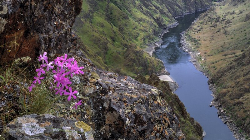 Purple Flowers on Rock — Serene