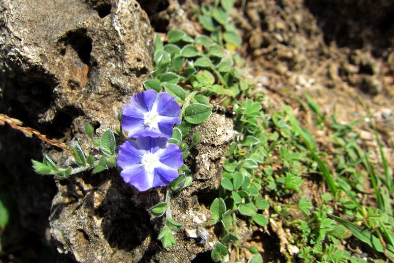 Purple Flowers on Rock