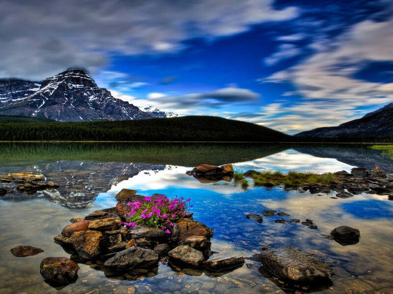 Purple Flowers on Rocks — Blue, Serene, Afternoon