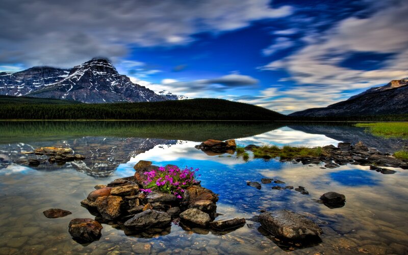 Purple Flowers on Rocks — Blue, Serene