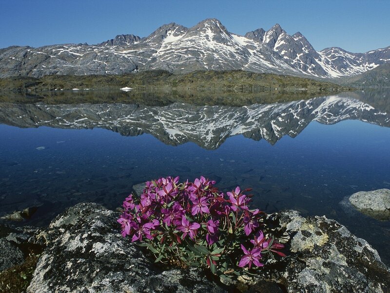 Purple Flowers on Rocks — Blue