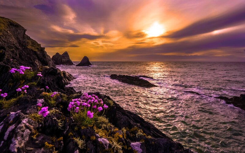 Purple Flowers on Rocks — Dramatic