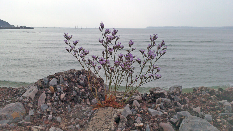 Purple Flowers on Rocks — Gray