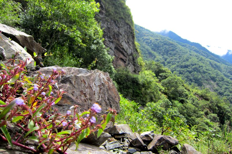 Purple Flowers on Rocks — Green