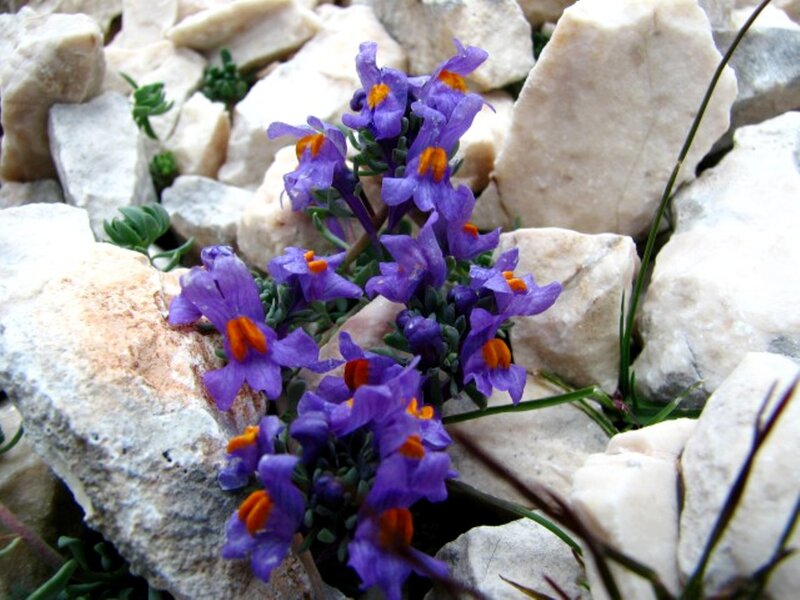 Purple Flowers on Rocks — Natural