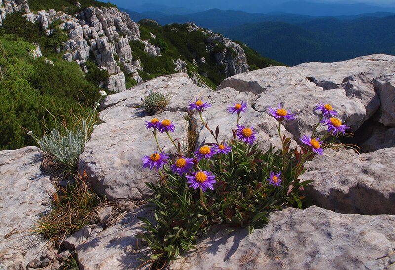 Purple Flowers on Rocks — Serene, Afternoon