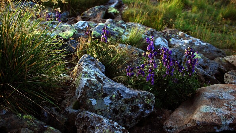 Purple Flowers on Rocks — Serene, Sunset, Photograph