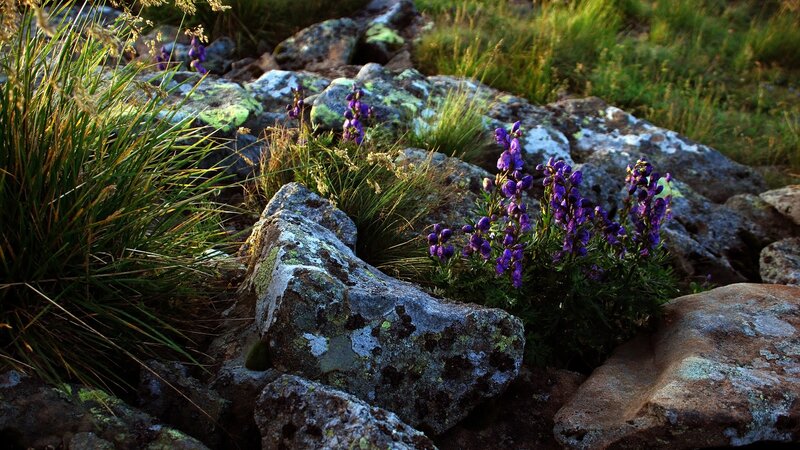 Purple Flowers on Rocks — Serene, Sunset