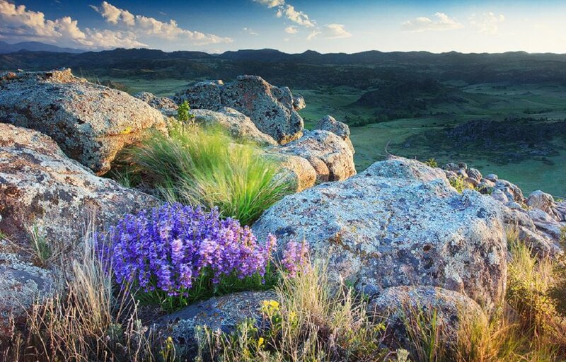 Purple Flowers on Rocks — Serene