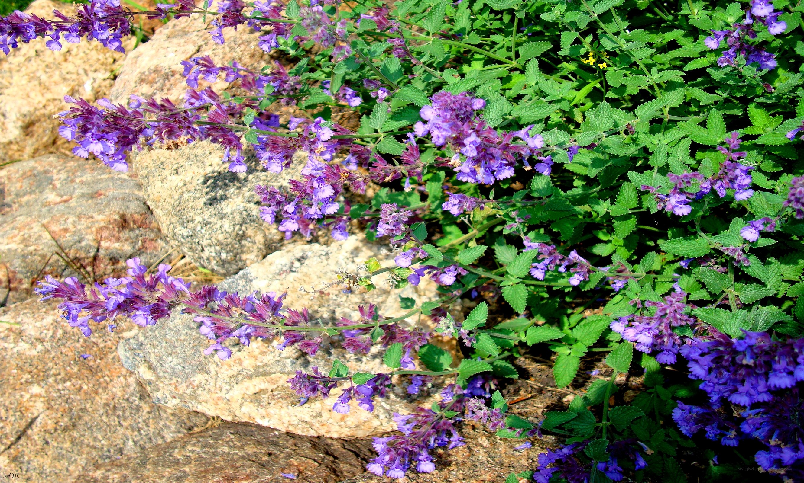 purple flowers on rocks