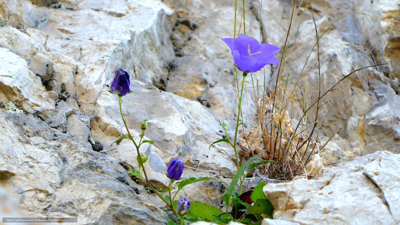 Purple flowers on rocky cliff