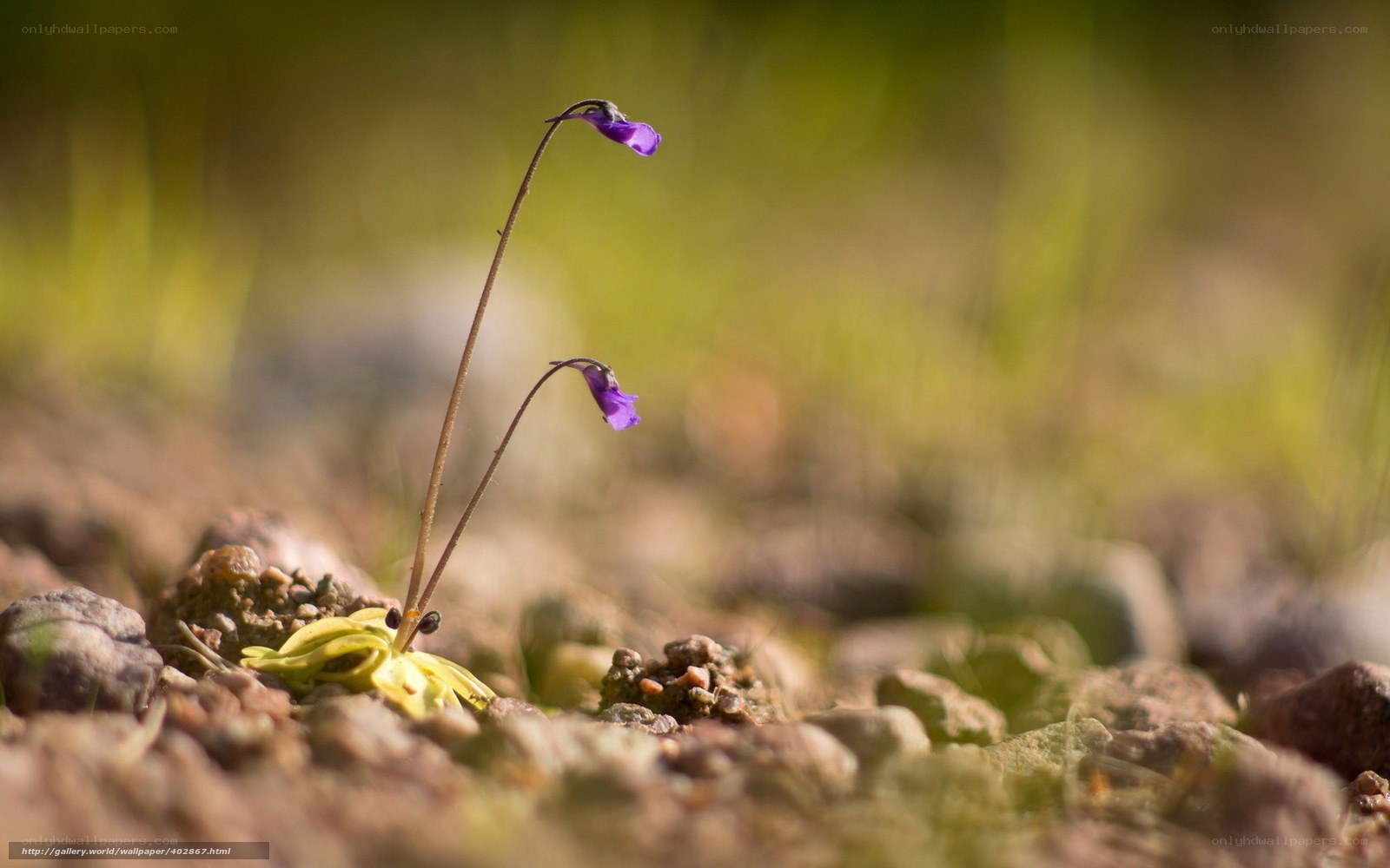 Purple flowers on rocky ground