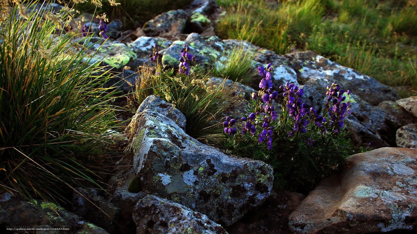 Purple flowers on rocky terrain
