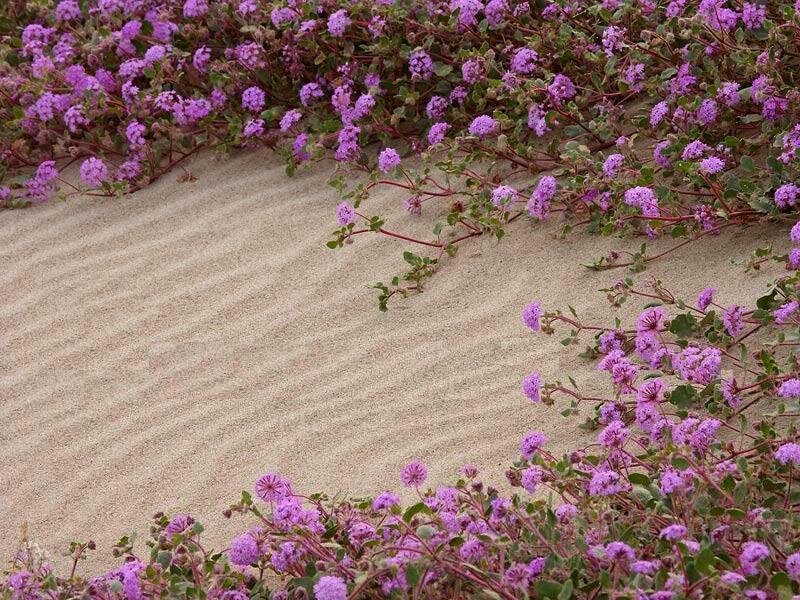 Purple Flowers on Sand
