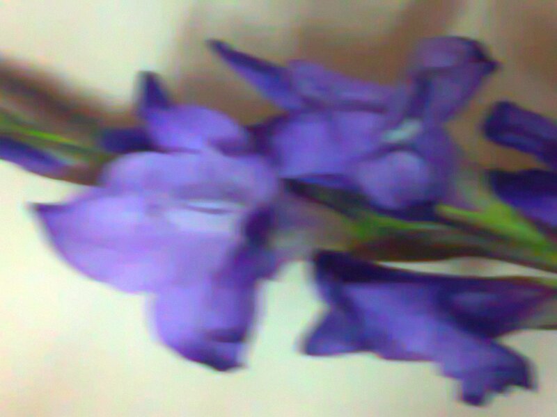 Purple Flowers on Stem — Blurry