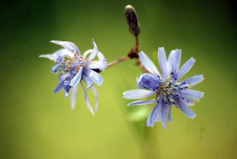 Purple Flowers on Stem — Calm, Photograph