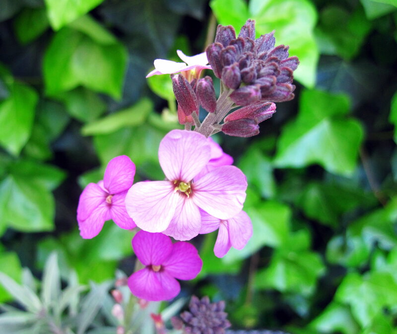 Purple Flowers on Stem — Calm