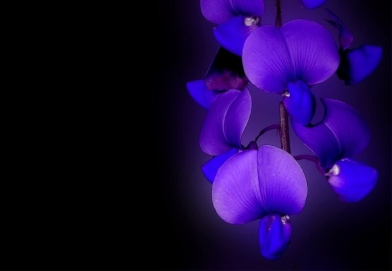 Purple Flowers on Stem — Dramatic, Night, Photograph