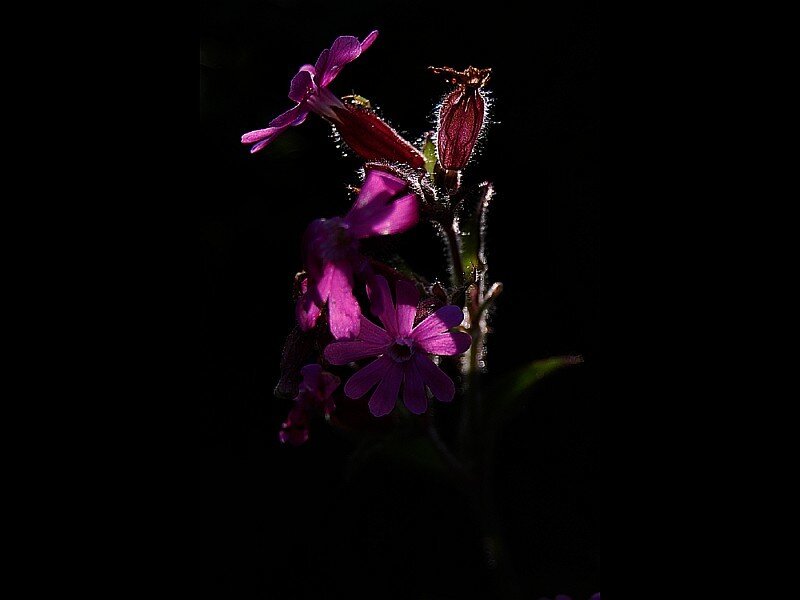Purple Flowers on Stem — Dramatic