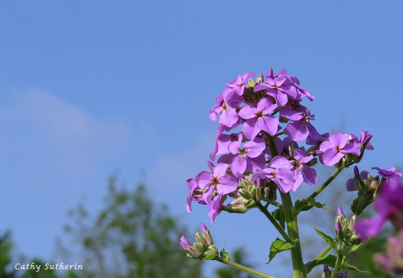 Purple Flowers on Stem — Serene, Afternoon