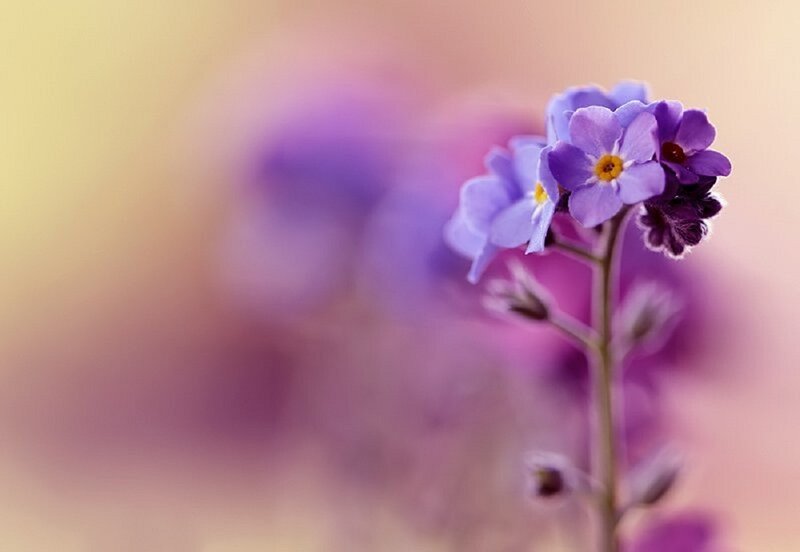 Purple Flowers on Stem — Serene