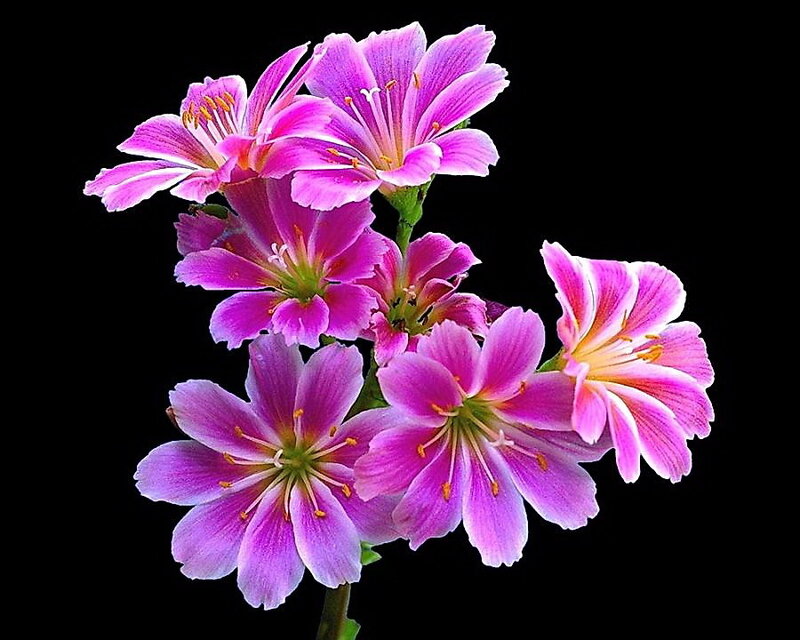 Purple Flowers on Stem