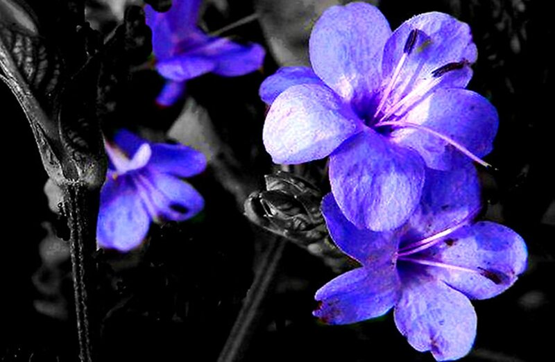 Purple Flowers on Stems — Blue, Dramatic