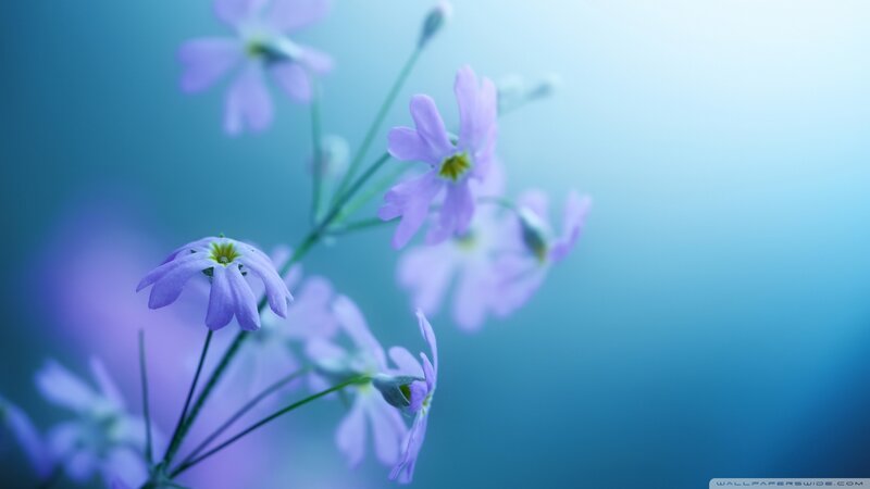 Purple Flowers on Stems — Blue, Serene, Photograph, Background