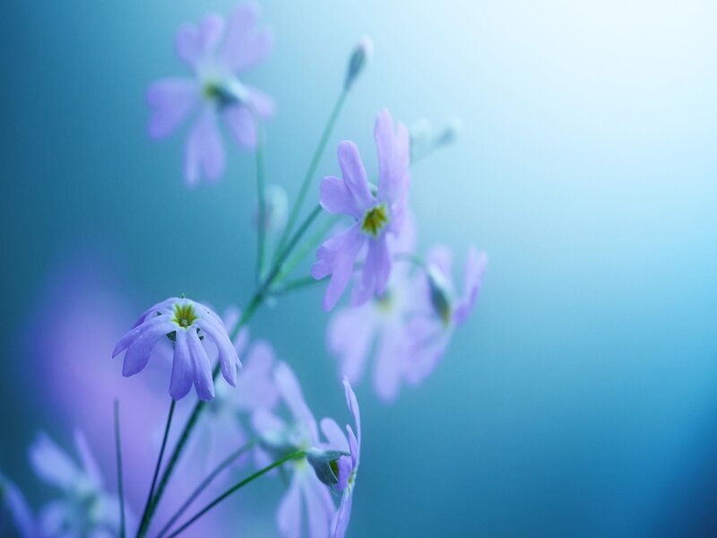Purple Flowers on Stems — Blue, Serene, Photograph