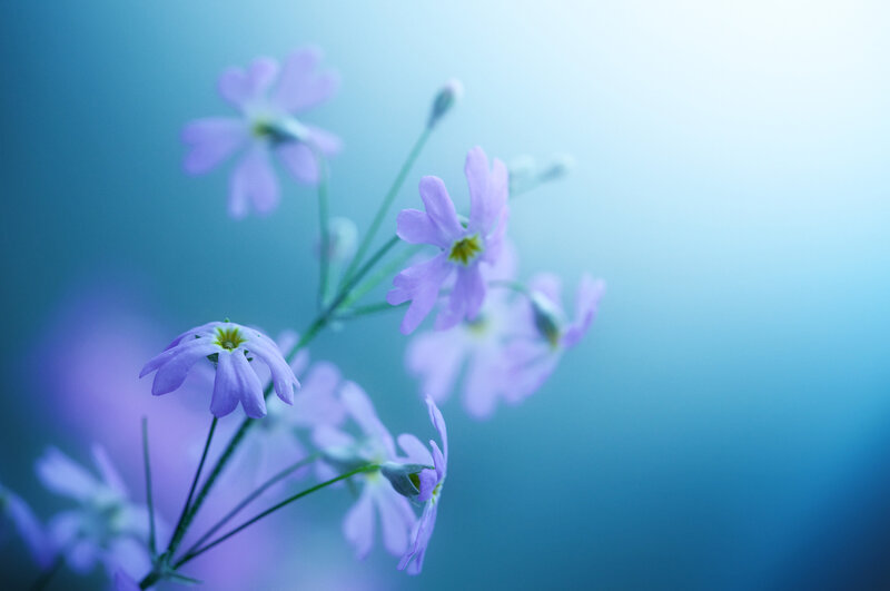 Purple Flowers on Stems — Blue, Serene