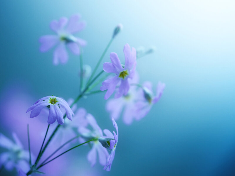 Purple Flowers on Stems — Blue