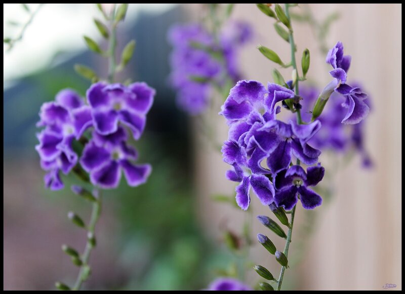 Purple Flowers on Stems — Calm