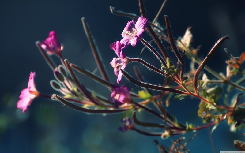 Purple Flowers on Stems — Dramatic, Sunset