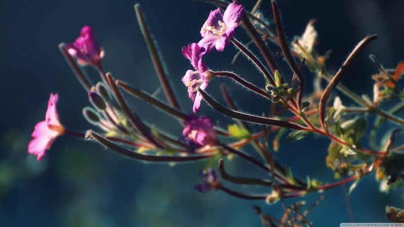Purple Flowers on Stems — Dramatic