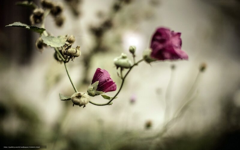 Purple Flowers on Stems — Serene, Photograph