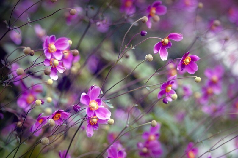 Purple Flowers on Stems — Serene, Spring, Photograph, Buds