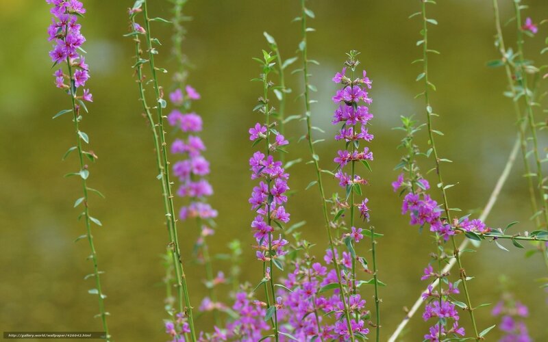 Purple Flowers on Stems — Serene, Spring, Photograph