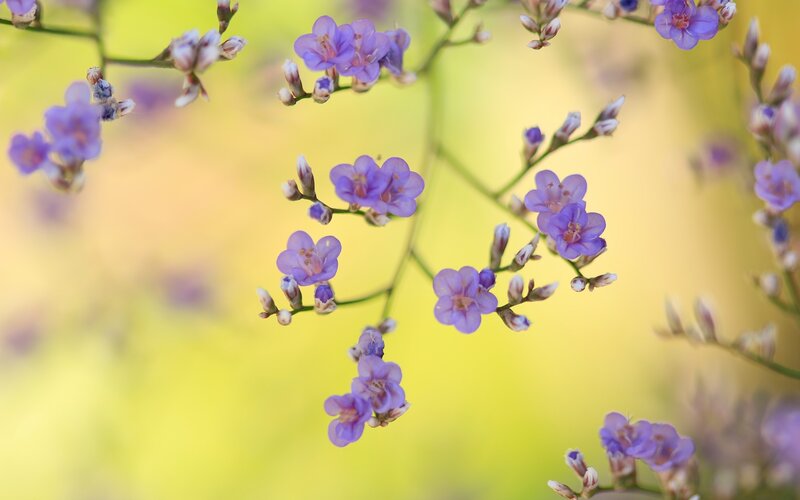 Purple Flowers on Stems — Serene, Spring
