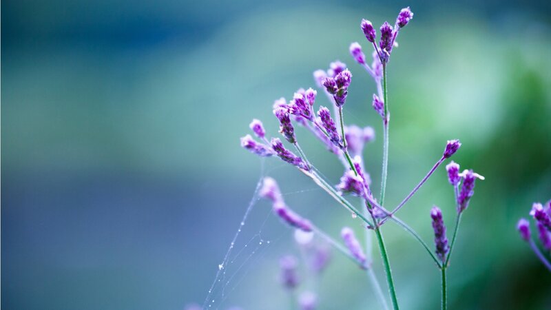 Purple Flowers on Stems — Serene