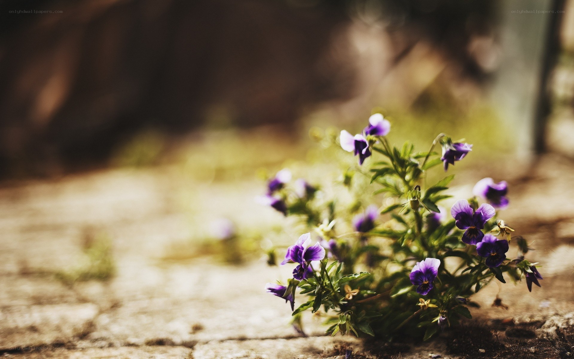 purple flowers on stone path