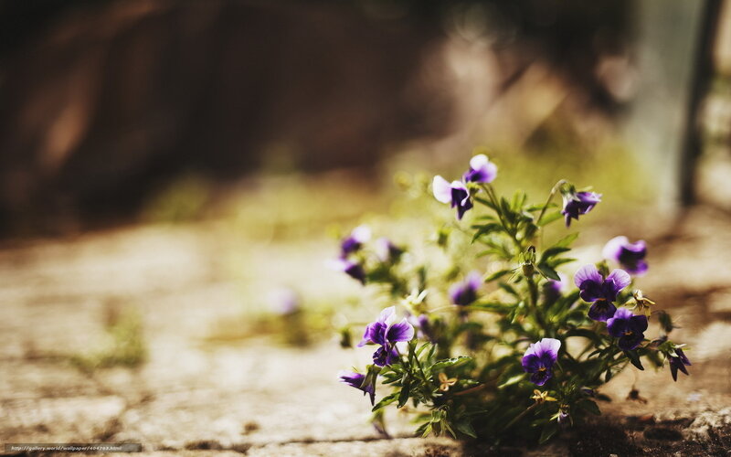 Purple flowers on stone path