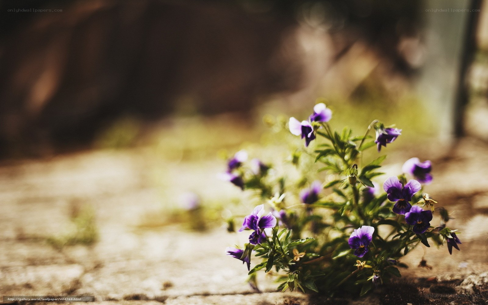 Purple flowers on stone path